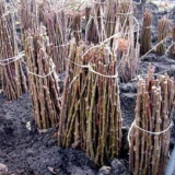 Kako razmnožavati grožđe reznicama kod kuće - reznicama